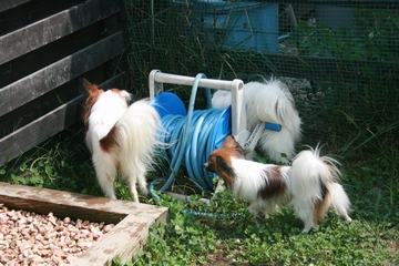 sap_b078.jpg